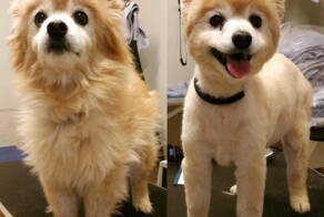 20 собак, которые изменились после стрижки до неузнаваемости