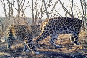 В «Земле леопарда» показали своего самого милого обитателя