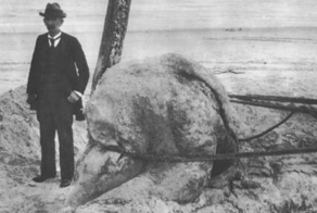 Глобстер: тайна мифических существ, которых изредка выбрасывает на берег