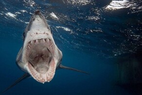 Удивительная способность: почему акула выплевывает свой желудок и&nbsp;не умирает