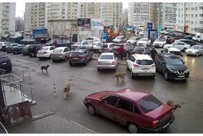 В Воронеже прохожие спасли школьника от стаи собак