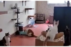 Переполох в питомнике из-за прыжка кота попал на видео
