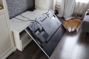 18 неутомимых питомцев, которые точно знают, как свести с ума хозяев