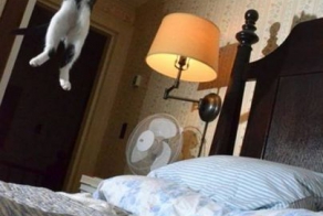 Что делают ваши питомцы, когда вы уходите (28 фото)