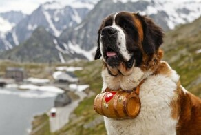 Сенбернар  с бочоночками бренди на шее