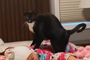 Умелый пушистый массажист