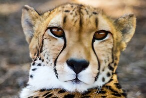 25 правдивых фактов, которые кажутся полной выдумкой