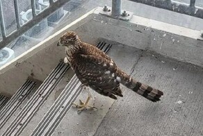 Люди заметили в гараже ястреба — и не оставили в беде