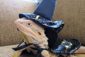 Магуи и жизнь