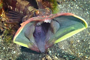 Глубоководная рыбка с собачьим характером