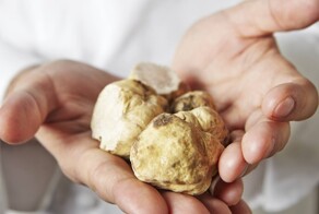 История популяризации трюфеля: как невзрачный гриб, похожий на комок грязи, превратился в предмет гастрономического экстаза