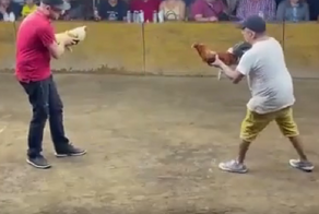 Бойцовый петух чуть не зарезал собственного хозяина во время поединка