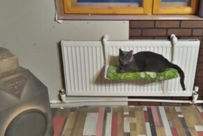 Я у мамы главный инженер