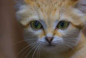 Ну очень грозный зверь: крошечная барханная кошка — рекордсмен по территории