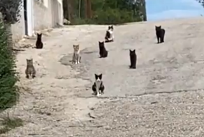Пёс встретил кошек на своём пути и решил не рисковать