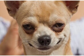 Чихуахуа: большая история маленькой собачки