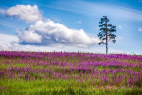 Фото Северного лета