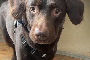 Собаку-алкоголика спасли в Великобритании