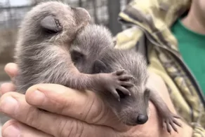 В Крыму родились малыши у енотов из Херсона