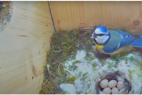 Птичья семейная драма