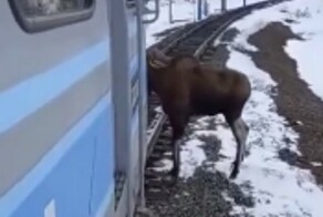 Не в меру любопытный лось в Якутии интересуется поездами