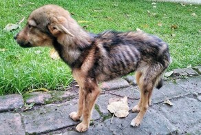 До и после: 30 трогательных фото спасённых с улицы собак