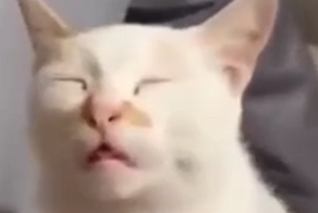 Весёлые дремлющие коты