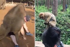Когда животные в зоопарках решили показать, кто тут главный