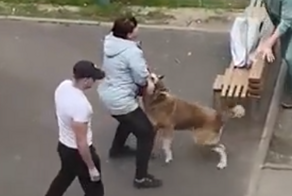 В Новочеркасске собака напала на женщину на детской площадке
