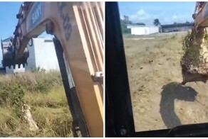 Экскаваторщик пожалел, что потревожил шершней