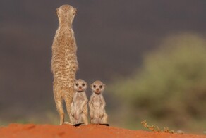 С&nbsp;добрым утром