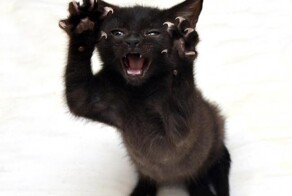 Кошкин пост 