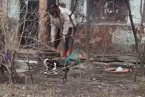 Пёс пожалел, что приблизился к коту