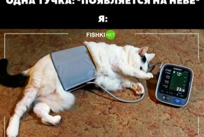 Не ищите здесь смысл. Здесь в основном маразм