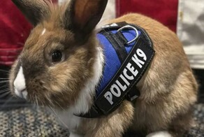 Ушастый полицейский в Калифорнии следит за эмоциональным состоянием своих коллег