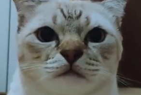 Кошачий фильм ужасов