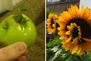 18 наглядных примеров вивипарии