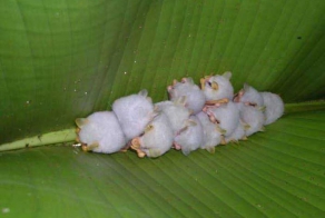 Пушистики дня (3 фото)