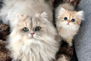 Замурчательные мамы, запечатлённые в особые моменты жизни