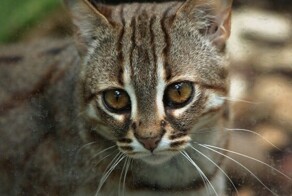 Ржавая кошка — самая крохотная из кошачьих