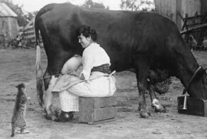 8 уморительных фото котиков, обученных забавному трюку