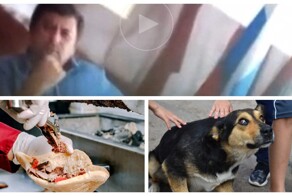 Чиновнику пришло в голову открыть «шаурму», чтобы уменьшить количество бездомных собак