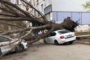 Падение огромного дерева на машину с пассажирами попало на видео