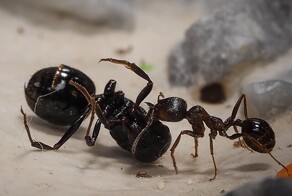 Как муравьи организуют погребальные церемонии для своих почивших сородичей?