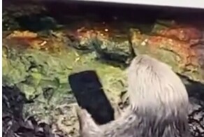 В Португалии выдра разбила айфон на глазах у владелицы