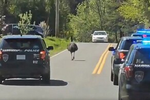 В США полиция устроила эпичную погоню за эму. На следующий день птица снова сбежала