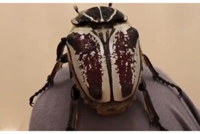 Впечатляющий размер жука-голиафа