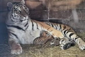 В зоопарке появились в один день тигрята и львята