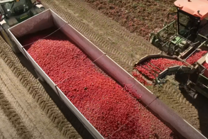 Ролик о сборе томатов, который приятно смотреть