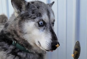 24 фотографии, доказывающие, что питомцы всегда на своей волне